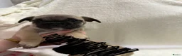 French Bulldog dogs for sale: 🐶French Bulldog Puppies For Sale – Ready Soon🐶 - Advert 14