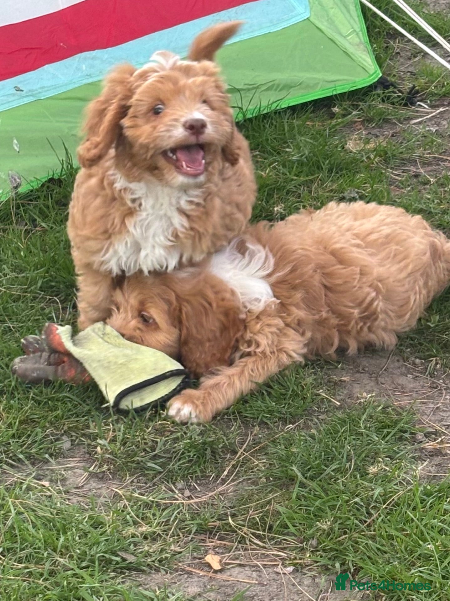 Sproodle dogs Maggie Our Last Sproodle Little Girl Available  - Advert 2