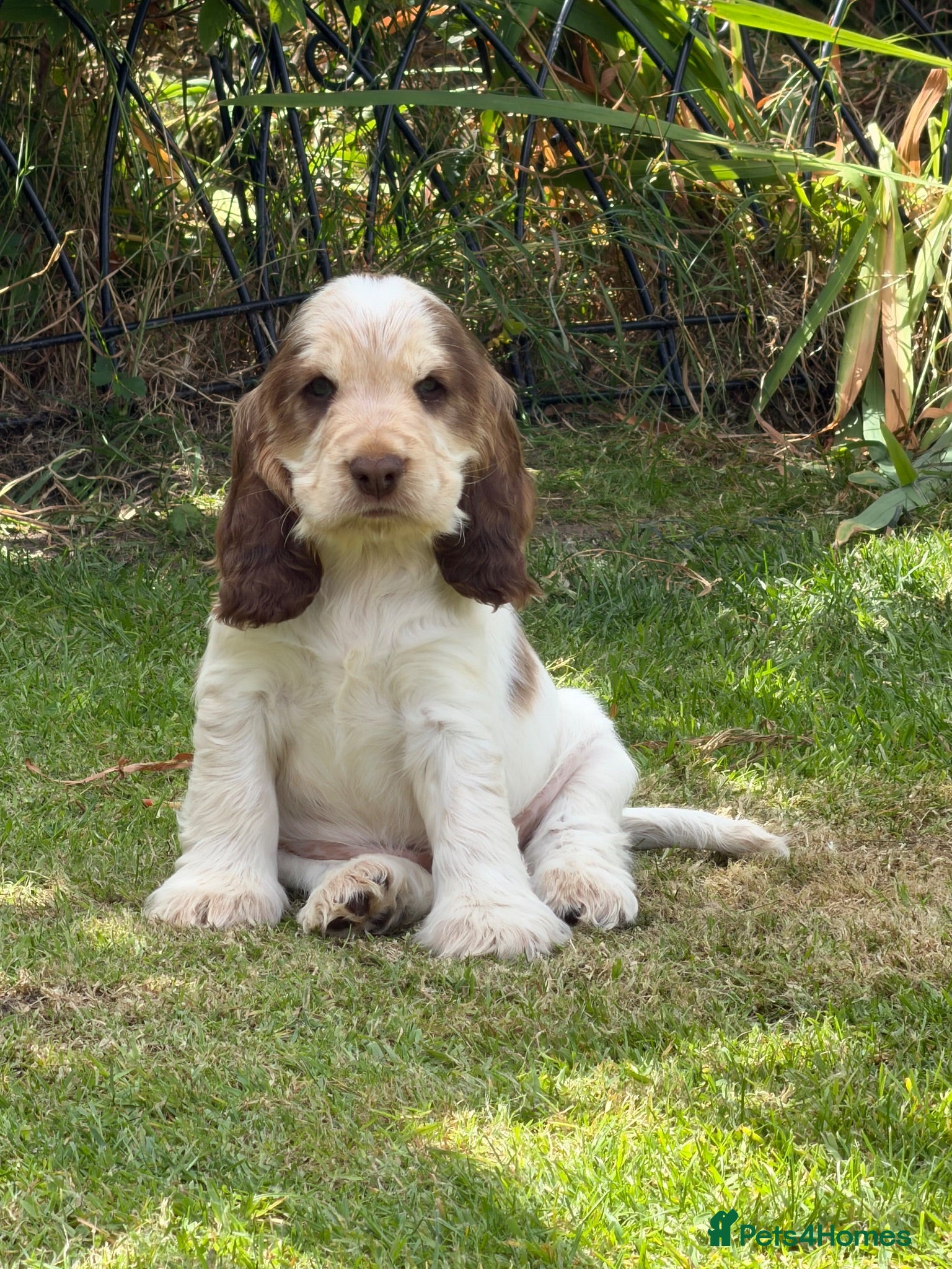 Cocker Spaniel dogs KC Show-type Chocolate & Choc Sable puppies - Advert 1