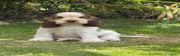 Cocker Spaniel dogs for sale: KC Show-type Chocolate & Choc Sable puppies - Advert 2