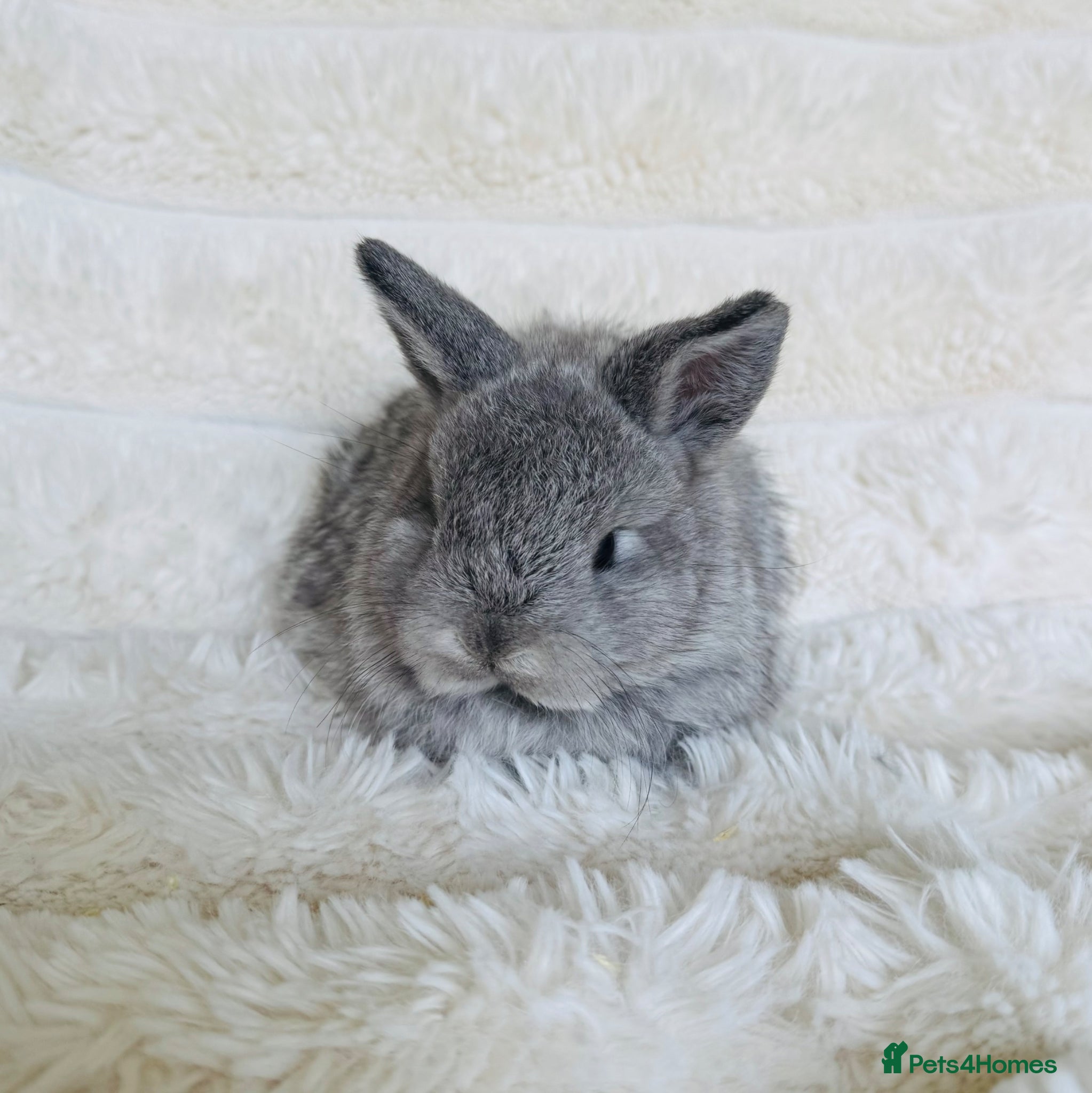 Mixed Breed rabbits Beautiful well handled bunny- One grey girl  - Advert 9