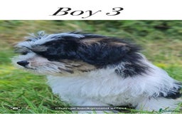 Shorkie dogs for sale: Shorkie pups ready now - Image 21