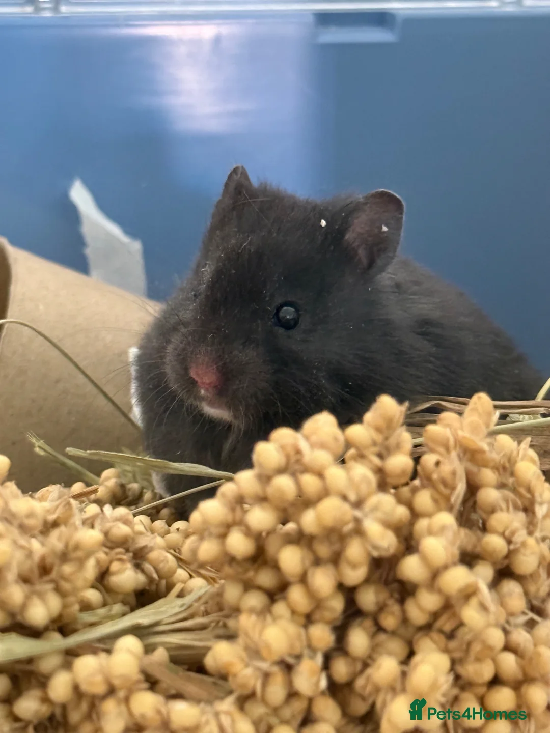 Hamster rodents for sale: Long Haired Male Syrian Hamster Baby  - Advert 2