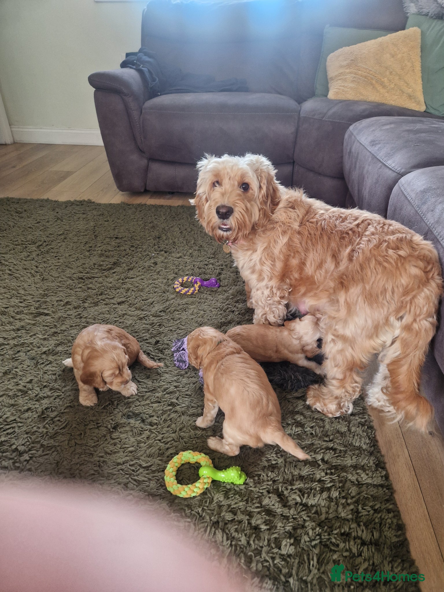 Cockapoo dogs for sale: Last beautiful boy left Gorgeous Golden Cockerpoo - Advert 18