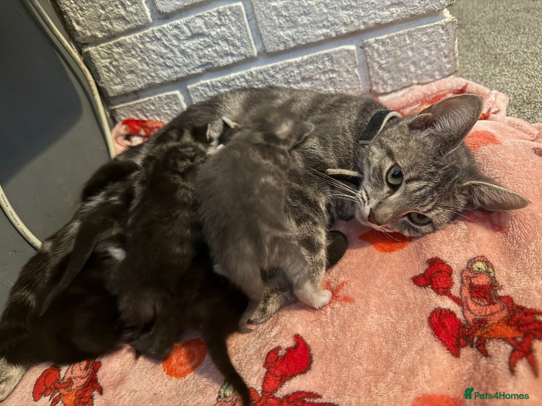 British Shorthair cats for sale: Kittens  - Image 4