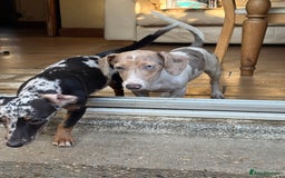 Mixed Breed dogs for sale: 2 beautiful puppy’s  - Image 5