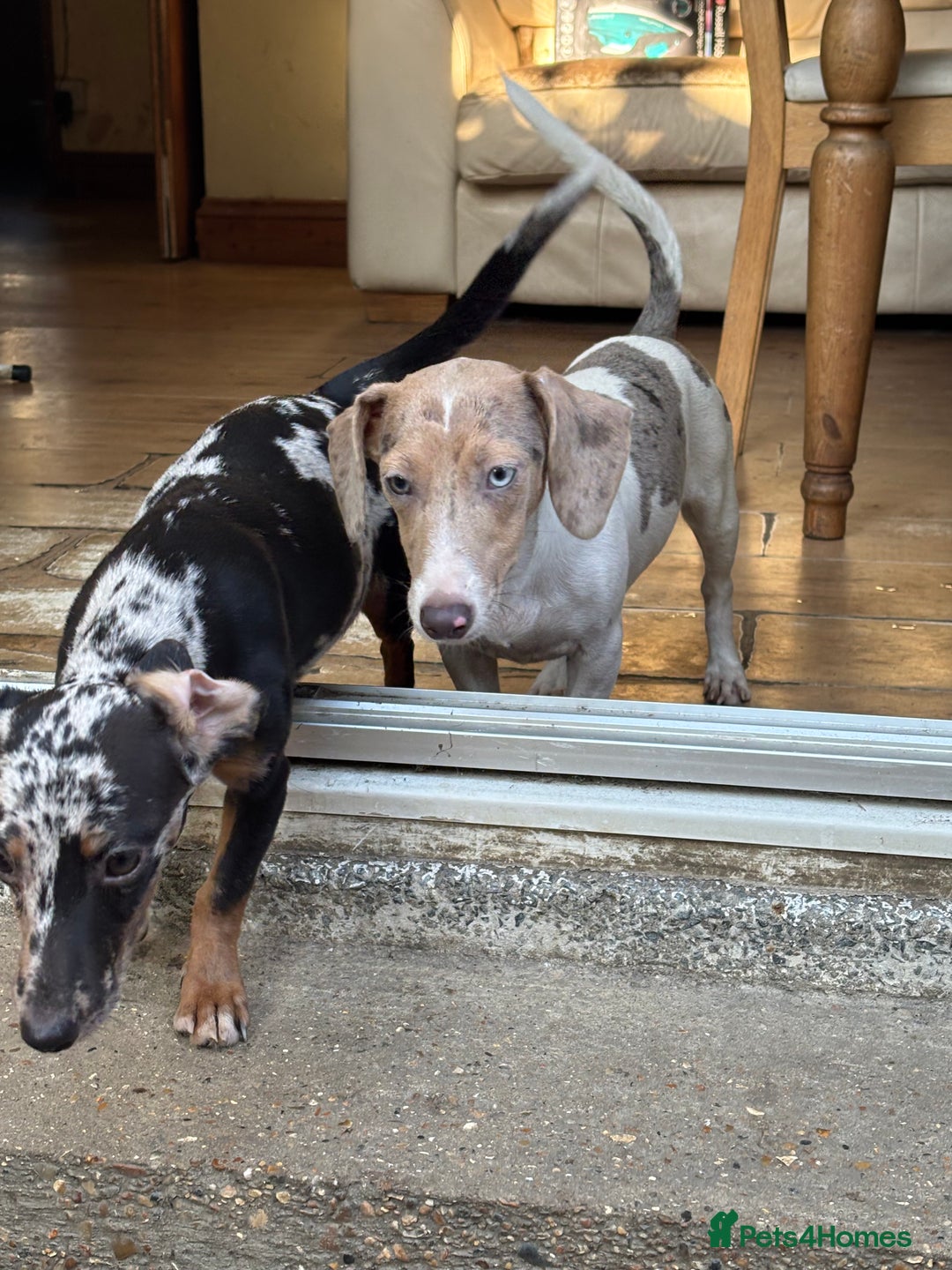 Mixed Breed dogs for sale: 2 beautiful puppy’s  - Image 5