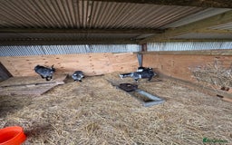 Goats livestock for sale: 2 Pygmy goats looking for new pastures. - Image 5