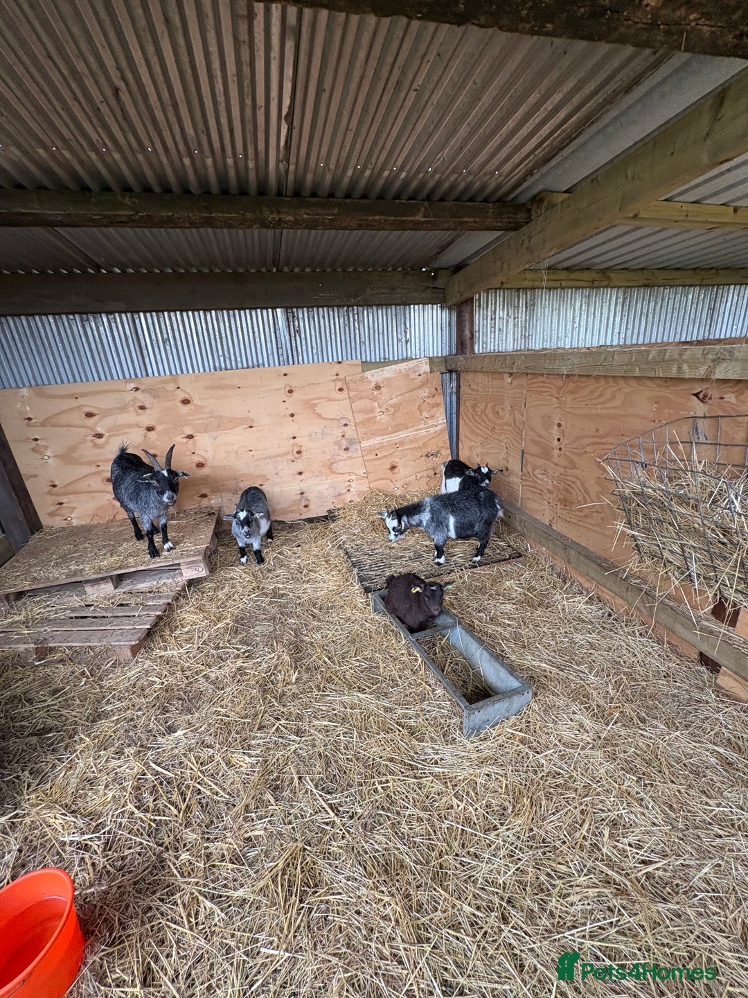 Goats livestock for sale: 2 Pygmy goats looking for new pastures. - Image 5