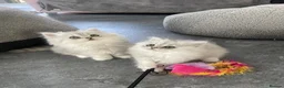 Persian cats for sale: Persian Kittens white and silver  - Advert 4