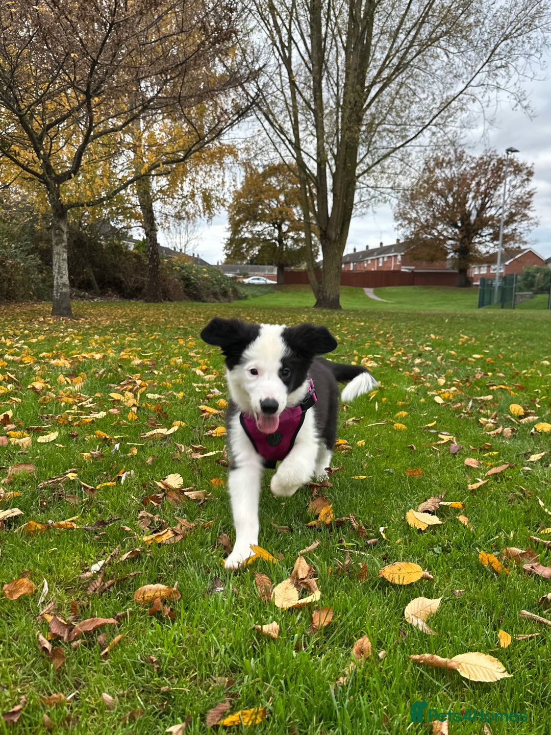 Border Collie dogs for sale: Champion line puppies  - Advert 1