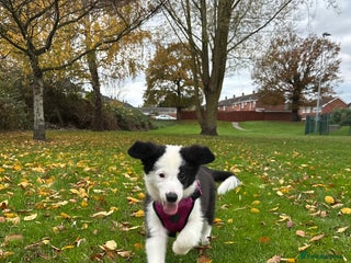 Border Collie dogs Champion line puppies - Advert 1