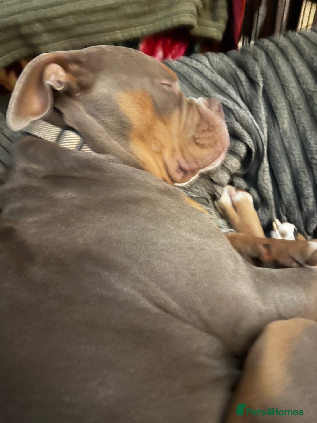 Mixed Breed dogs for sale: 7 months old male olde English bulldog x pocket  - Advert 6