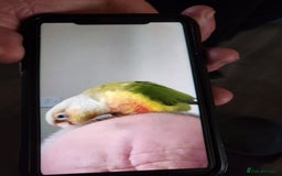 Conures birds for sale: Male/female conures - Image 2