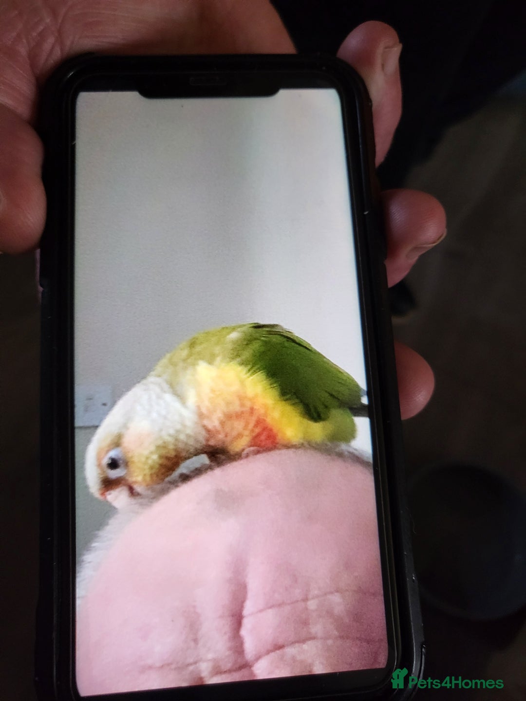 Conures birds for sale: Male/female conures - Image 2