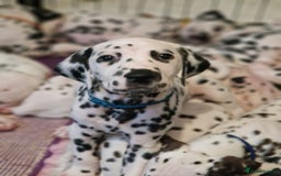Dalmatian dogs for sale: KC dalmatian puppies READY on 1st August  in Ferndale - Image 2