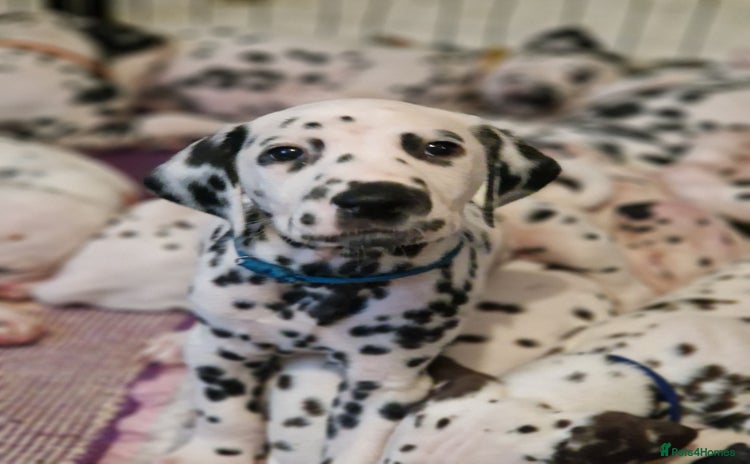 Dalmatian dogs in Ferndale - Advert 1