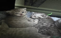 Scottish Fold cats for sale: Scottish fold/ Scottish striaght BSH kittens  - Image 8