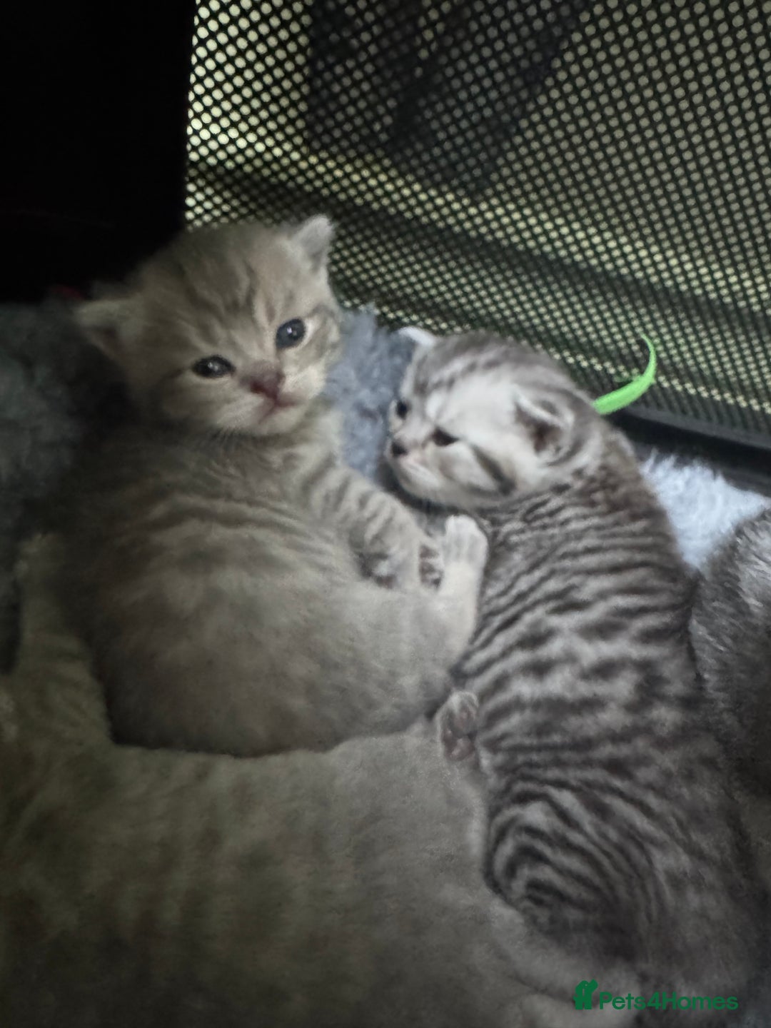 Scottish Fold cats for sale: Scottish fold/ Scottish striaght BSH kittens  - Image 8