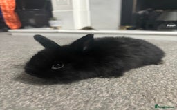 Netherland Dwarf rabbits for sale: netherland dwarf x minilop 5 black / brown rabbits - Image 9