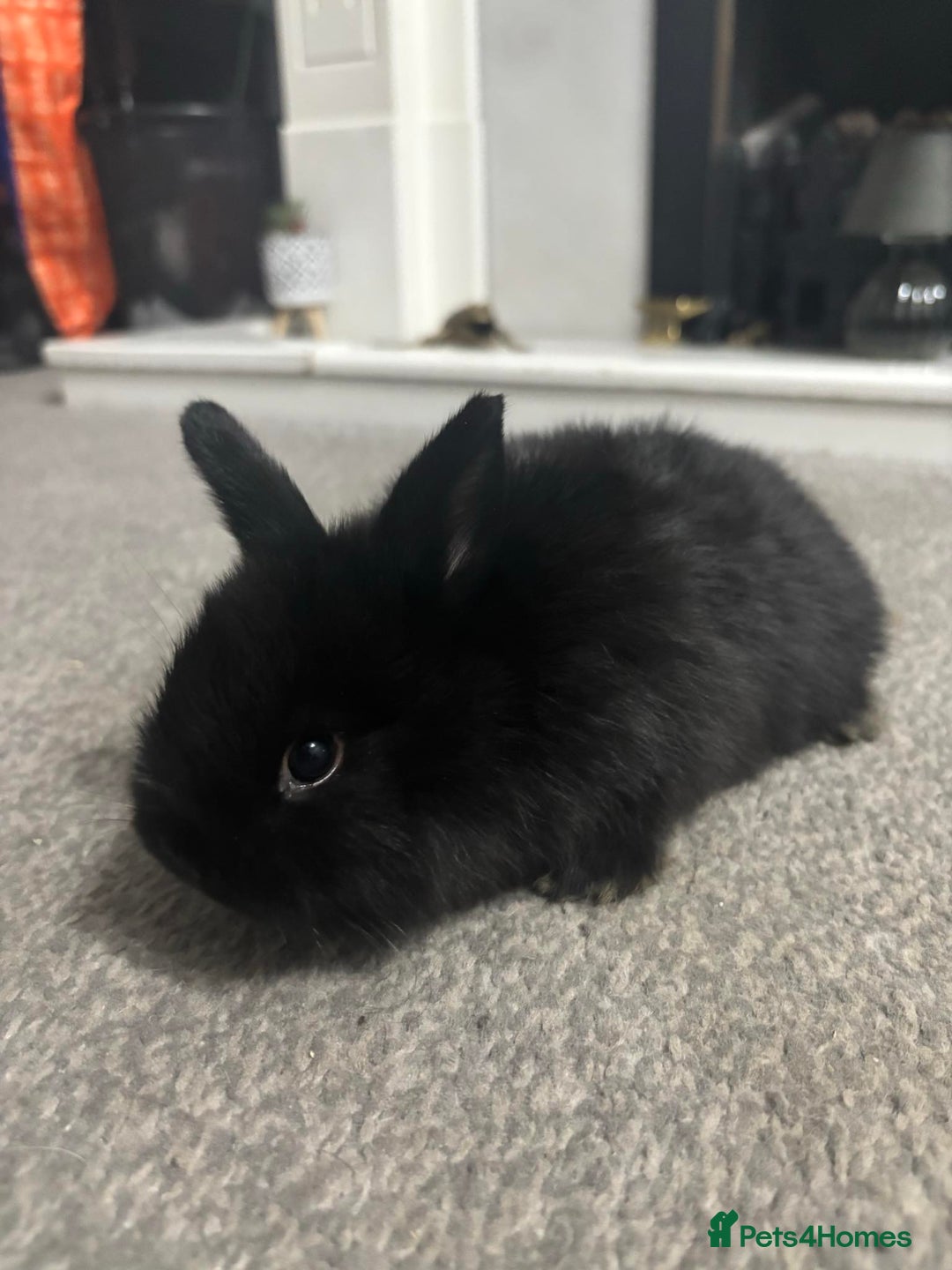 Netherland Dwarf rabbits for sale: netherland dwarf x minilop 5 black / brown rabbits - Image 9