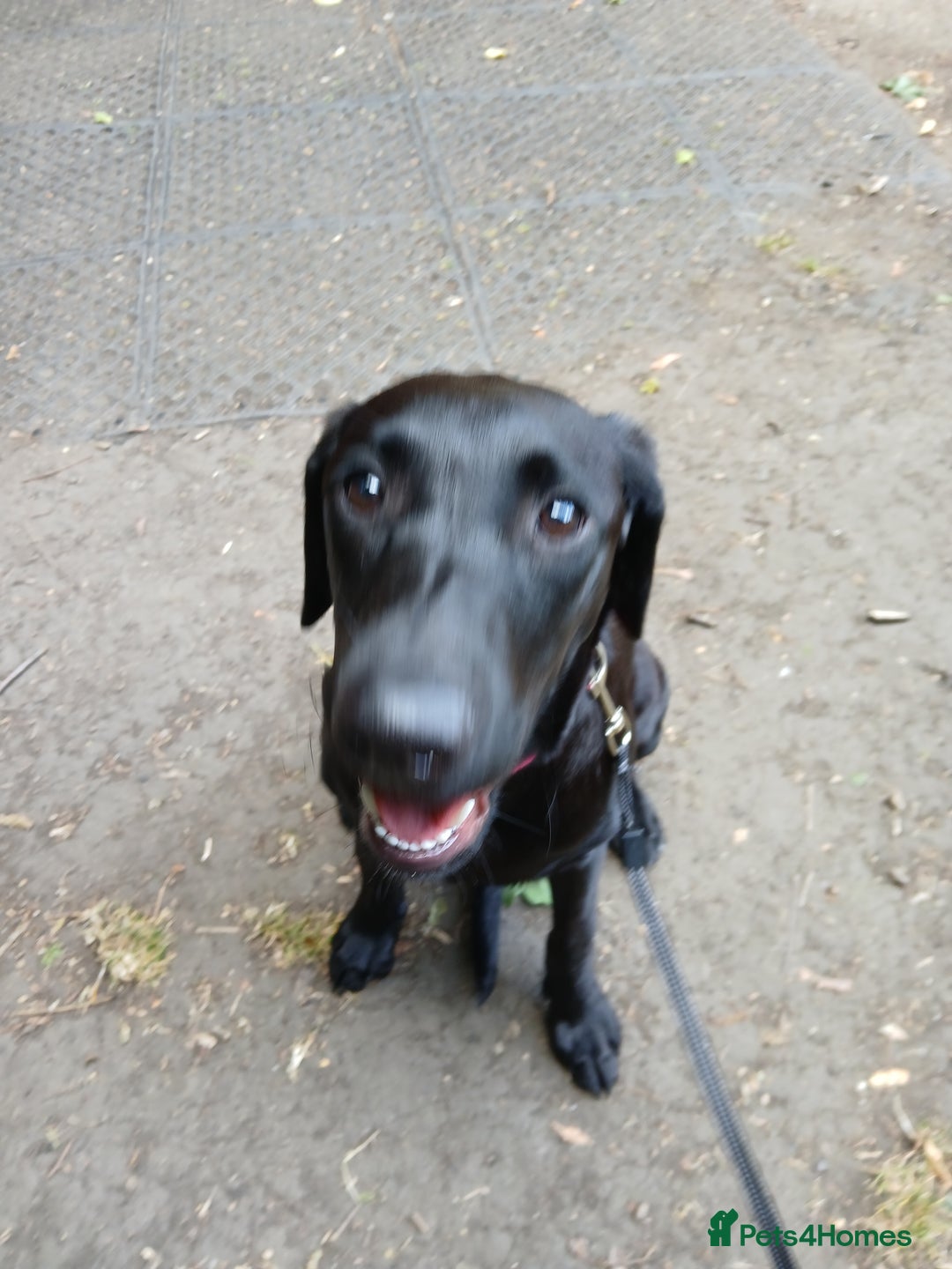 Labrador Retriever dogs for sale: Labrador puppy is looking for her forever home - Image 9