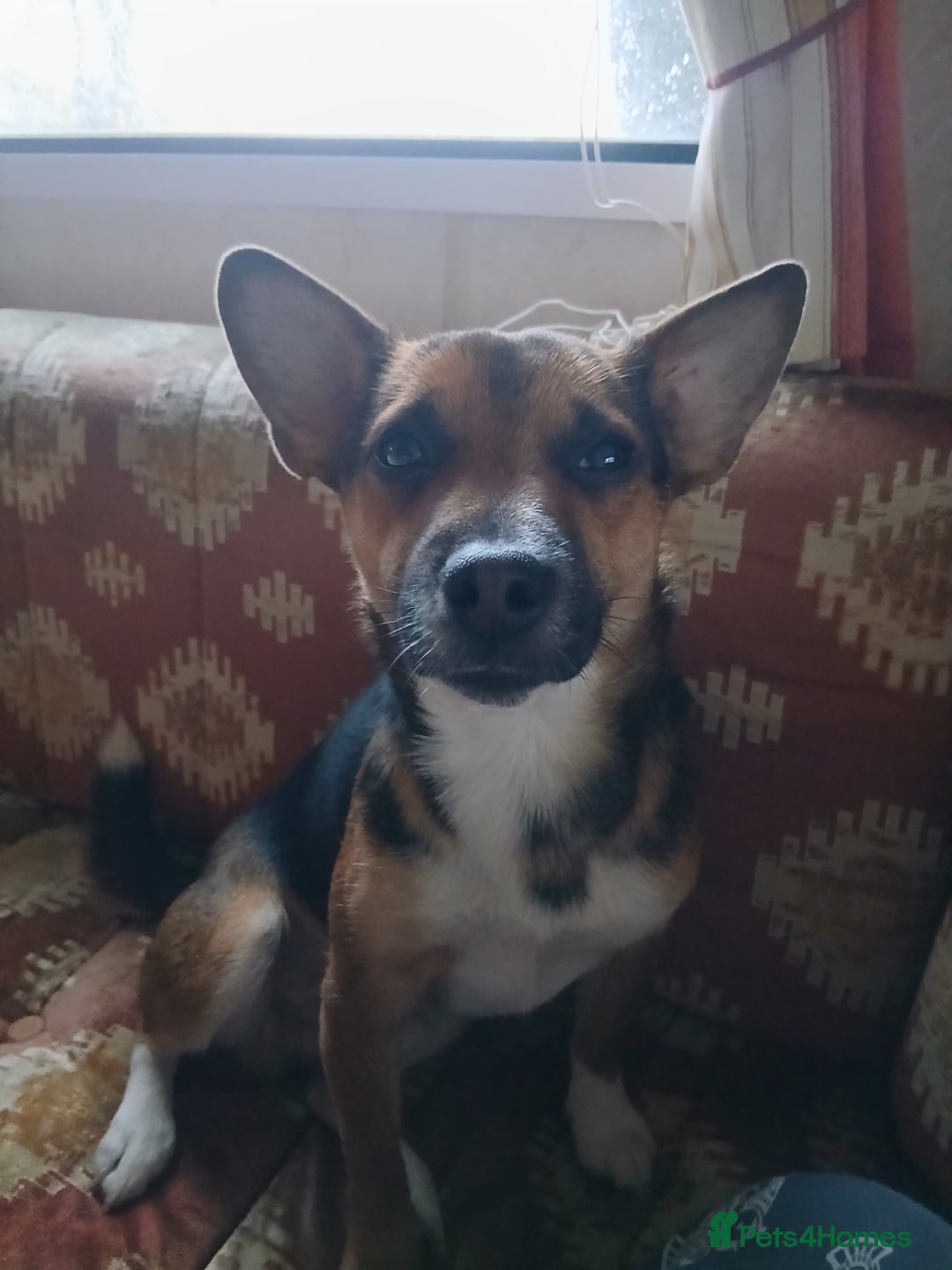 Jack Russell dogs for sale: Paddy the gentle jack - Advert 5