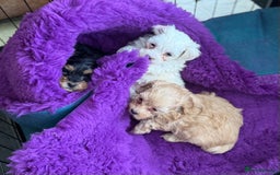 Maltipoo dogs for sale: Exquisitely Adorable Toy Maltipoo Puppies  - Image 21