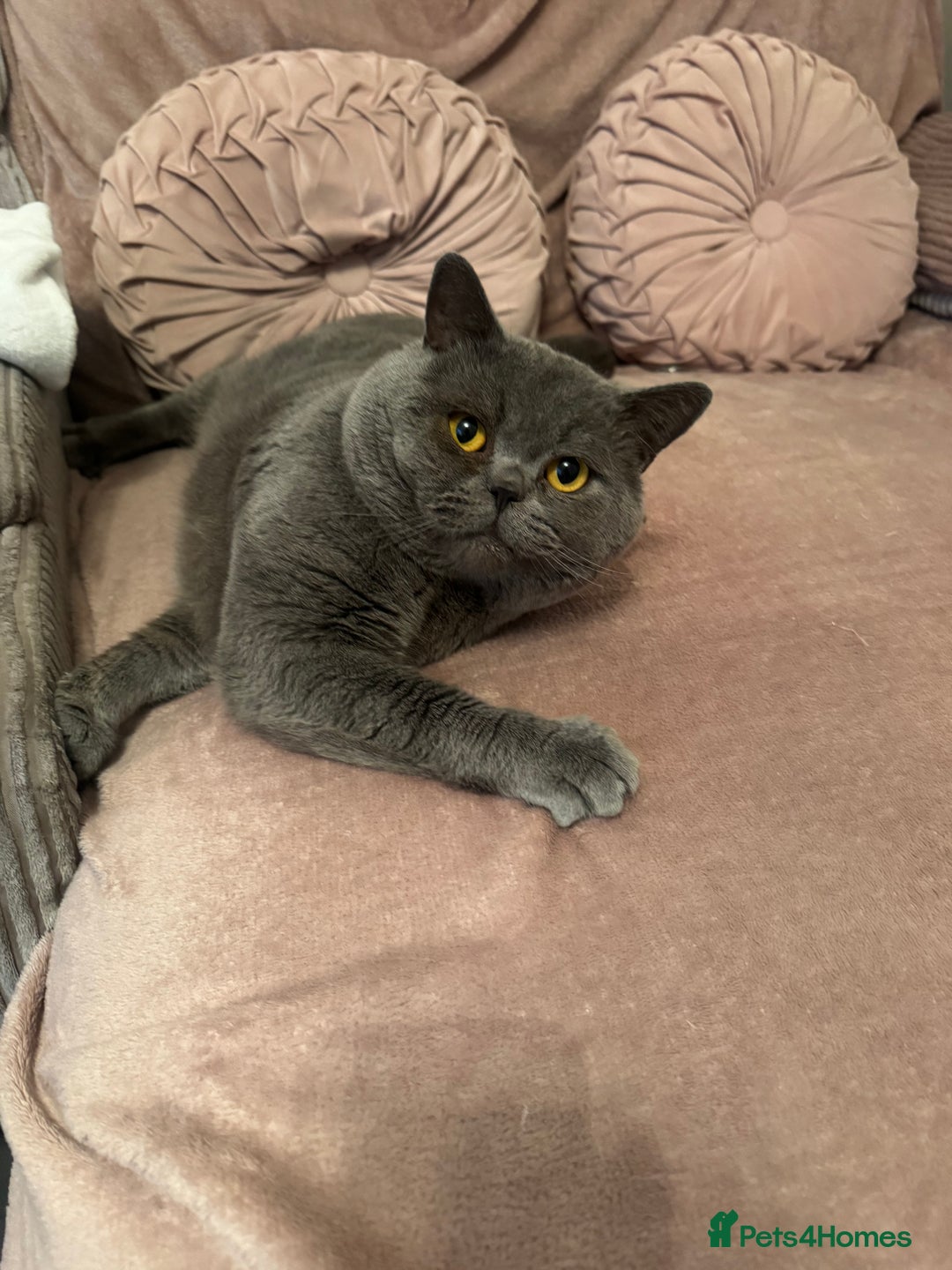 British Shorthair cats for sale: Beautiful British Short Hair - Advert 10