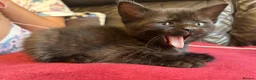 Mixed Breed cats for sale: Kittens for sale - Advert 4