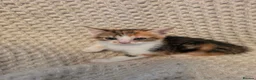 Mixed Breed cats for sale: Kittens  - Advert 9