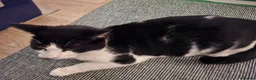 British Shorthair cats for sale: 5 year old male cat in Warrington - Advert 3