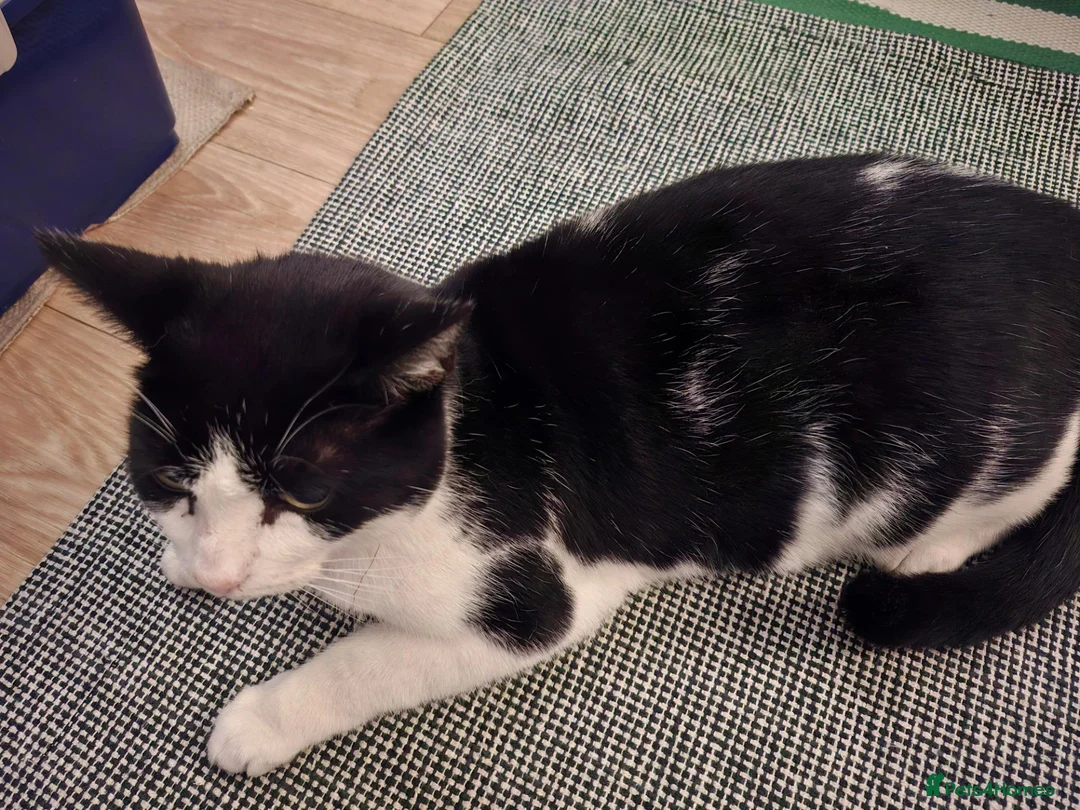 British Shorthair cats for sale: 5 year old male cat in Warrington - Advert 3