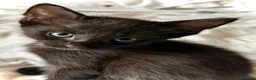 Mixed Breed cats for sale: Beautiful Litter of Playful Kittens, Siamese Cross - Advert 13