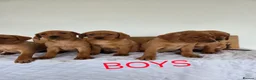 Labrador Retriever dogs for sale: Propa Fox Red lab Pups available  - Advert 2