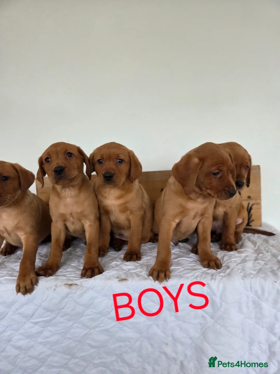 Labrador Retriever dogs for sale: Propa Fox Red lab Pups available  - Advert 2