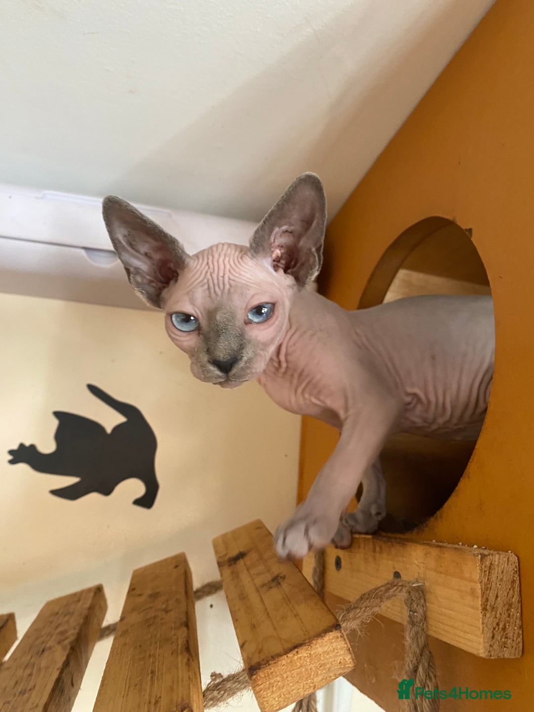 Sphynx cats for sale: Tica registered Sphynx  - Image 17