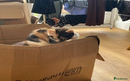 British Shorthair cats for sale: 3 beautiful and playful kittens  - Image 22