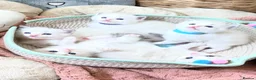 Ragdoll cats for sale: Gorgeous Tica registered Ragdoll  kittens - Advert 15