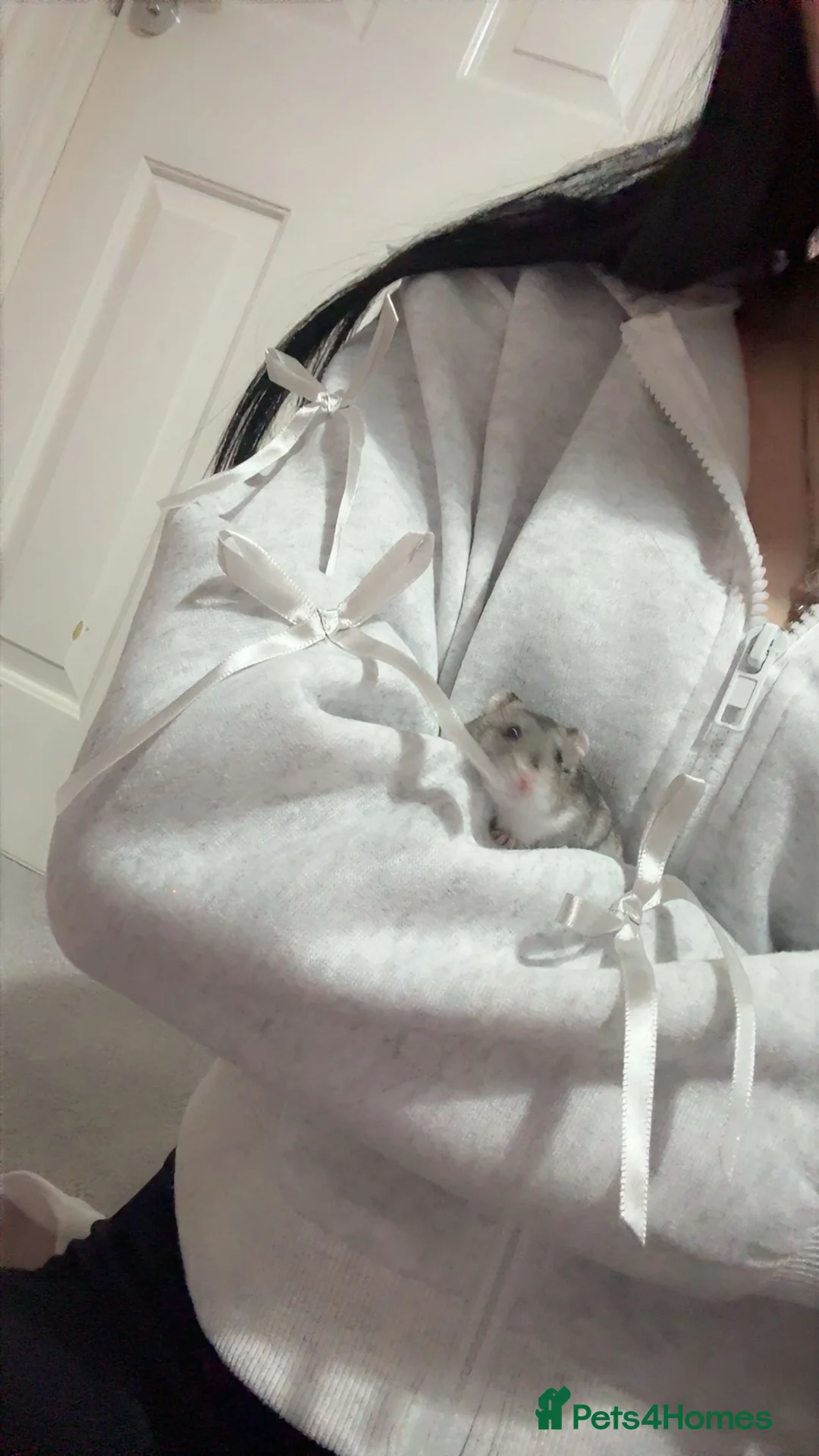 Hamster rodents for sale: Dwarf hamster for sale  - Advert 1