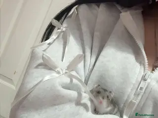 Hamster rodents Dwarf hamster for sale - Advert 3