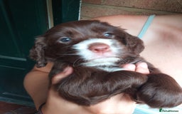 Cocker Spaniel dogs for sale: Gamekeeper bred Working Cocker Spaniels - Image 7
