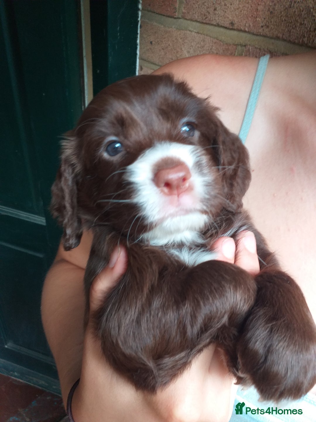Cocker Spaniel dogs for sale: Gamekeeper bred Working Cocker Spaniels - Image 7