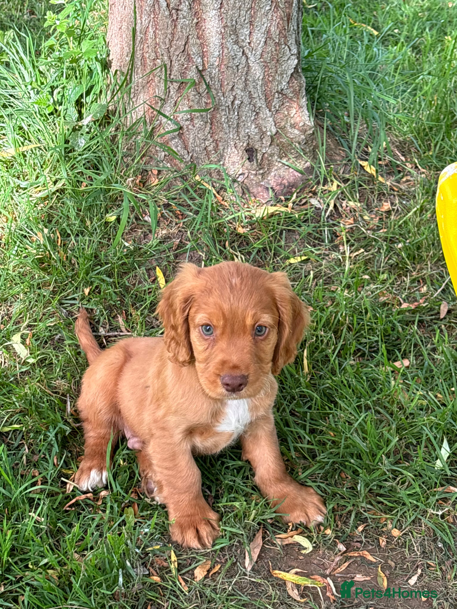 Sprocker dogs for sale: Male sprocker puppies - Advert 5