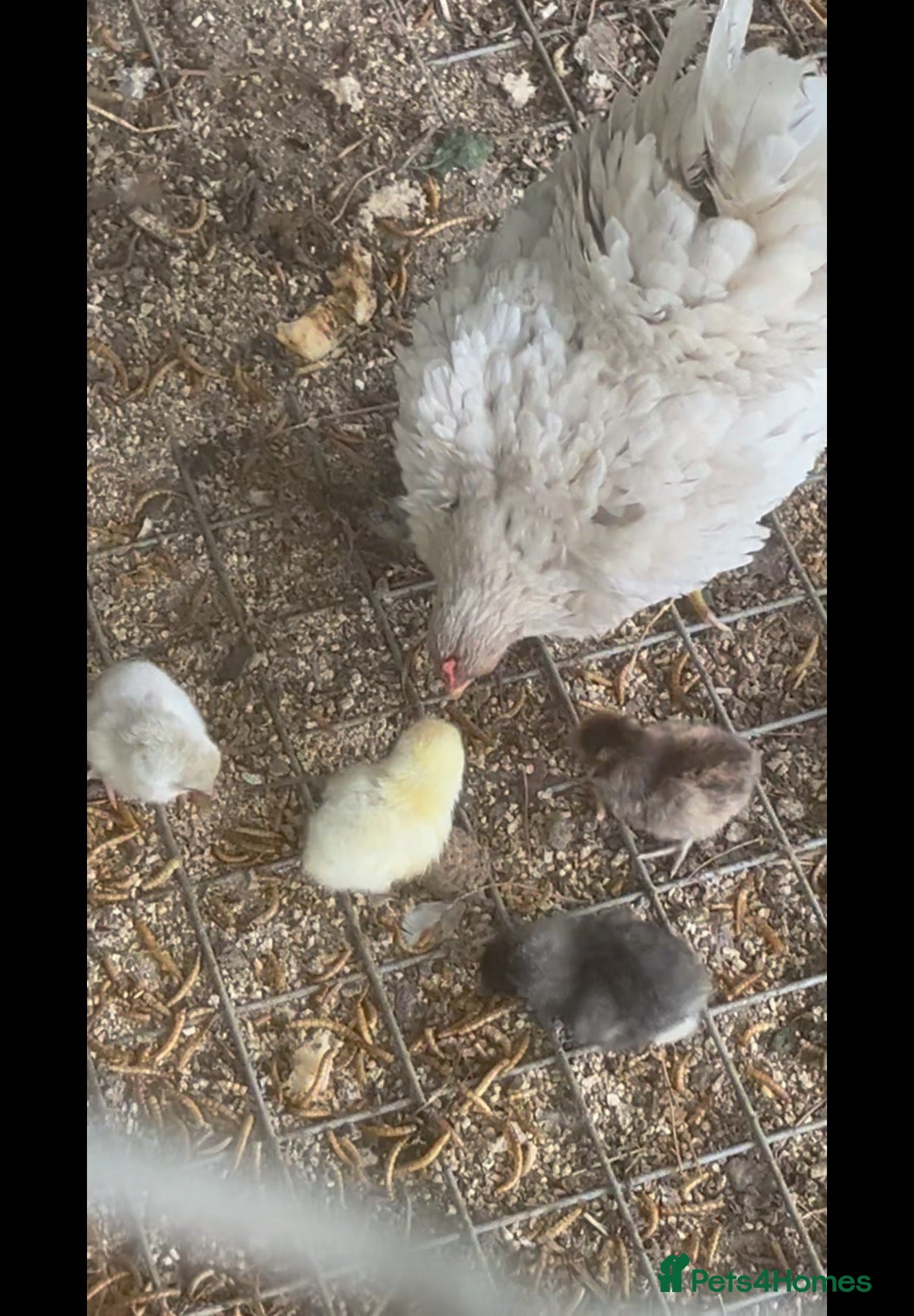 Chickens poultry Serama Trios for Sale - Advert 1