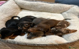 Miniature Dachshund dogs for sale: Stunning rainbow litter mini dachshunds - Advert 6