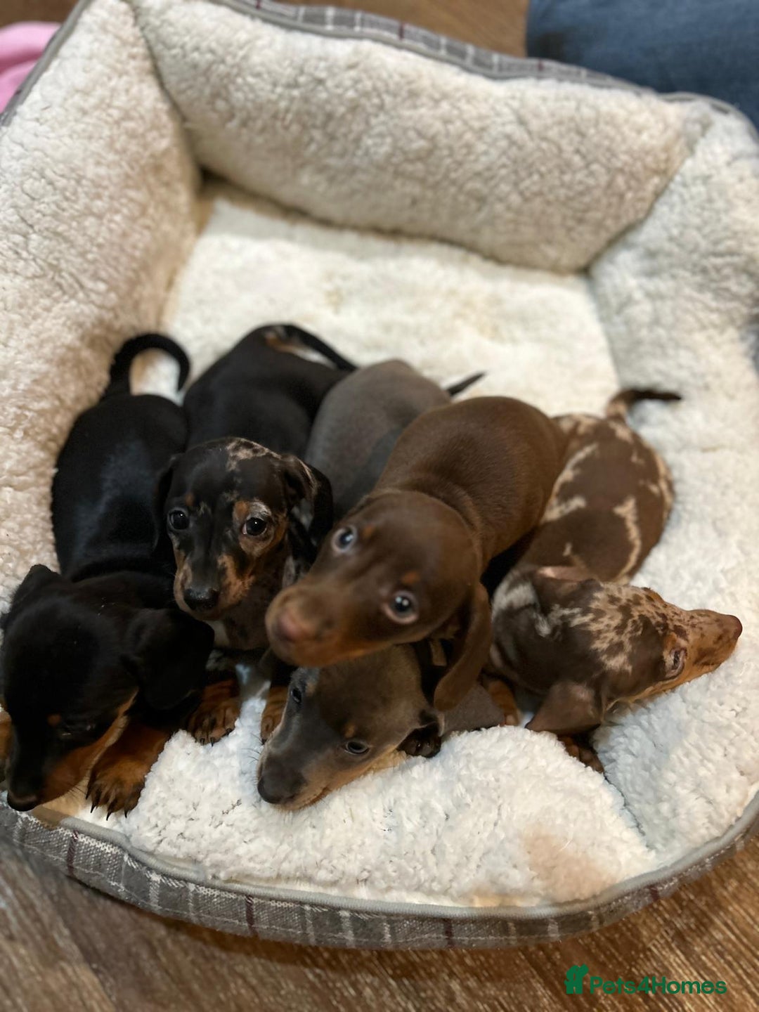 Miniature Dachshund dogs for sale: Stunning rainbow litter mini dachshunds - Advert 6