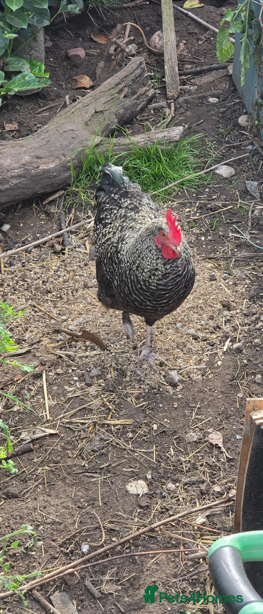 Mixed Breed poultry for sale: roosters for sale and sharma pair  - Advert 2