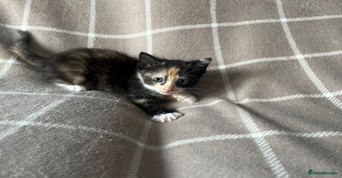 Mixed Breed cats - Advert 15