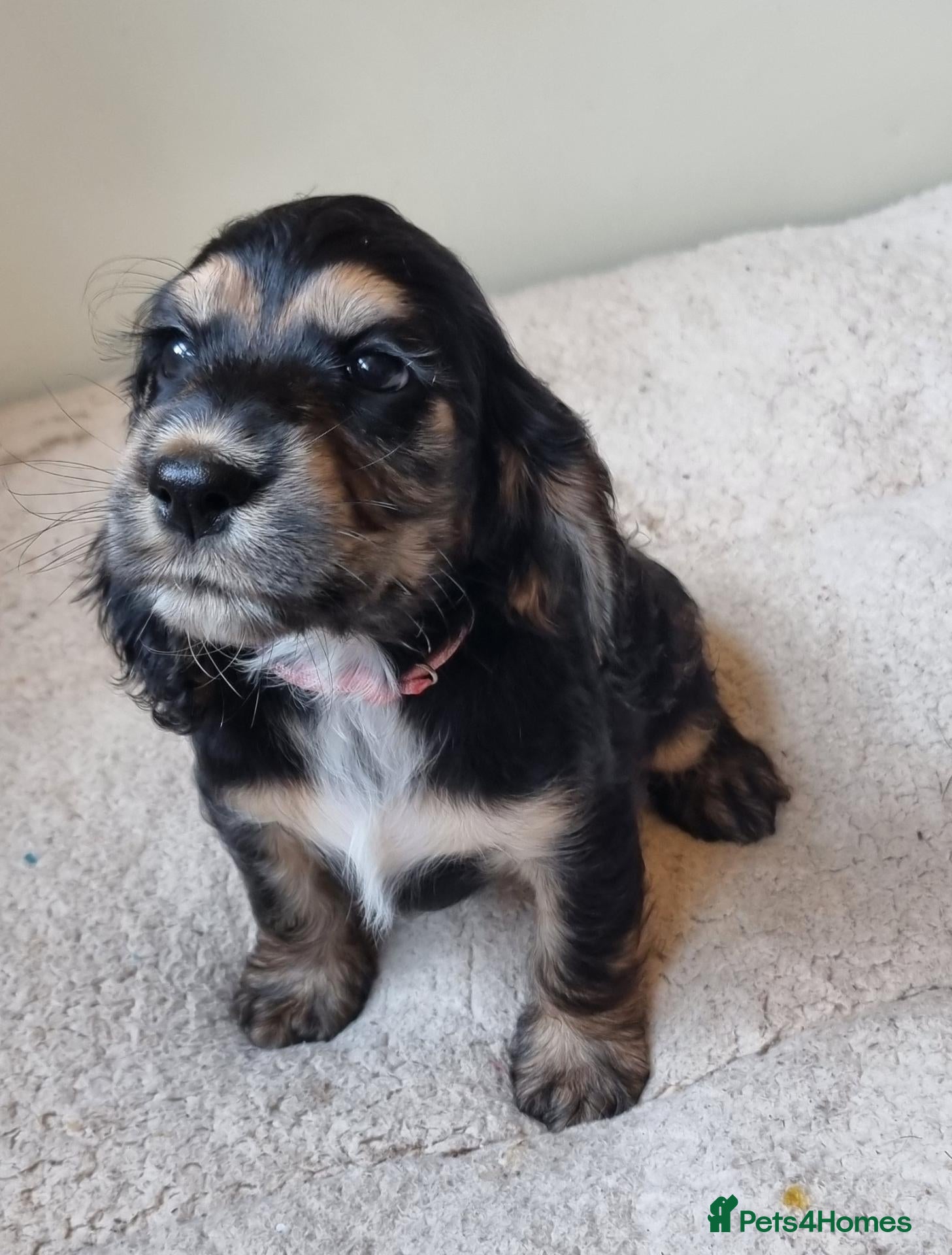 Cocker Spaniel dogs Health Tested Cocker Spaniels Ready Now - Advert 1